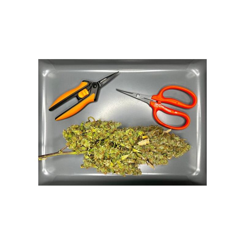 Humboldt Sour Diesel Auto, Фасовка: 3, изображение 5